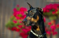 doberdude doberdude